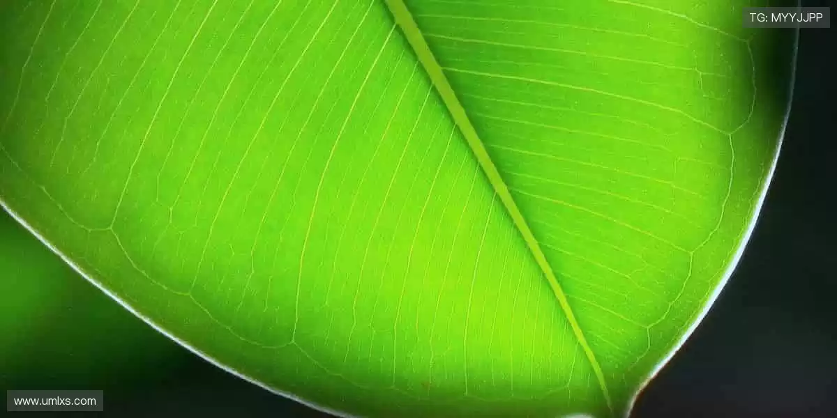 实时比分，精彩瞬间不容错过！📊⏱️